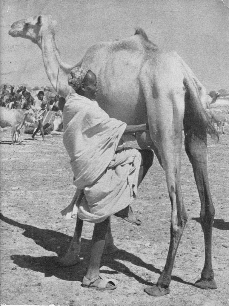 Somali nomad milking his camel