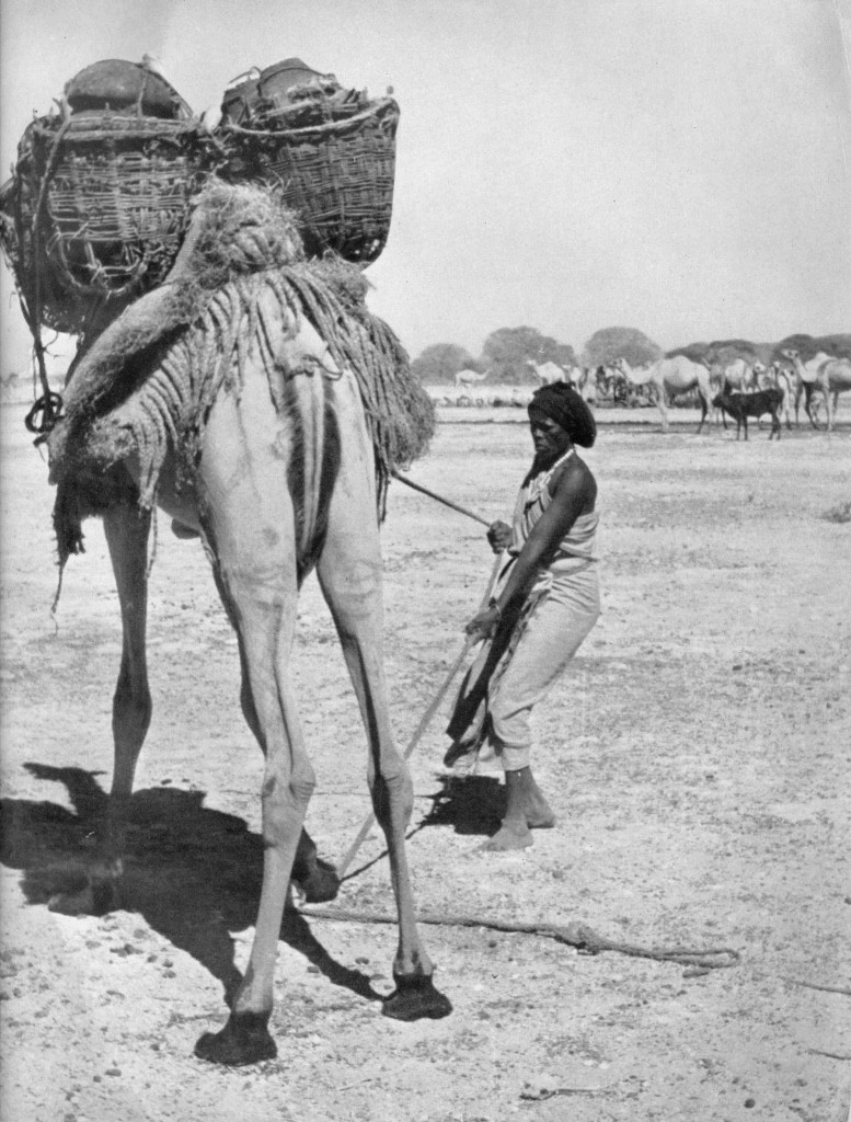 Somali nomad and her camel