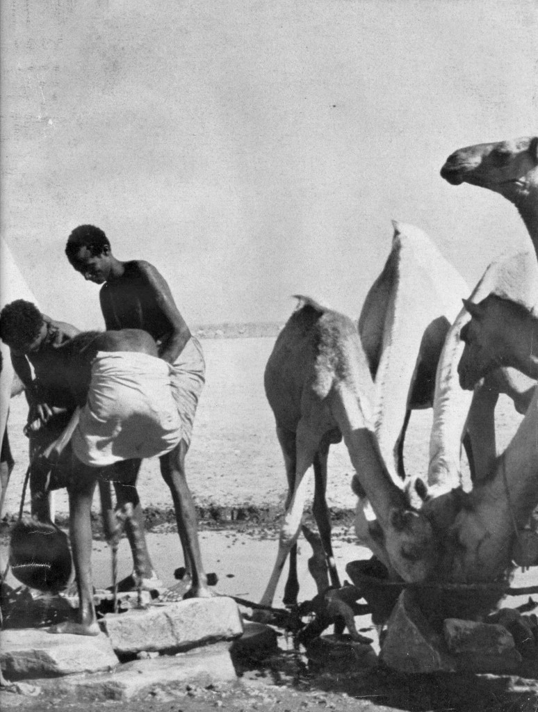 Camels drinking water